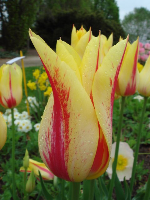 Tulipa fleur de lis 'Mona Lisa' PB 3